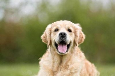 ​什么狗比较好养？八种好养的狗狗，你喜欢哪一种