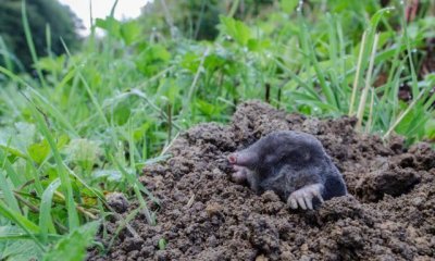 ​鼹鼠虽然长得像老鼠，名字里也有鼠字