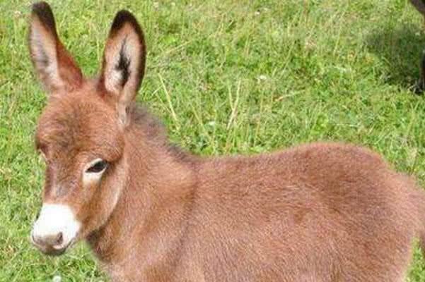 澳洲迷你驴，作为动物中最受欢迎的宠物，让人喜欢的不得了