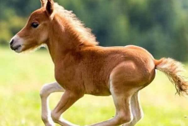 澳洲迷你驴，作为动物中最受欢迎的宠物，让人喜欢的不得了