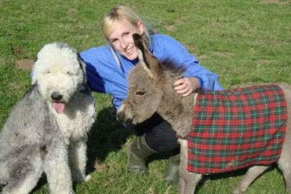 澳洲迷你驴，作为动物中最受欢迎的宠物，让人喜欢的不得了