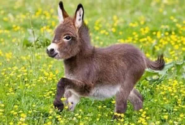 澳洲迷你驴，作为动物中最受欢迎的宠物，让人喜欢的不得了