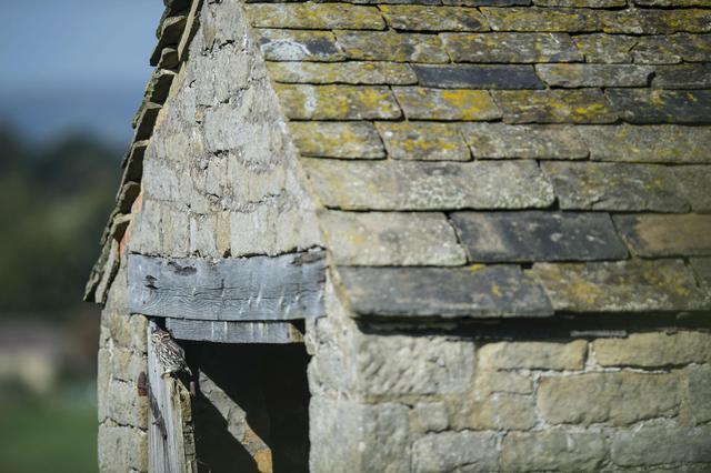 考眼力,每张图里都有猫头鹰,你能成功找到几只