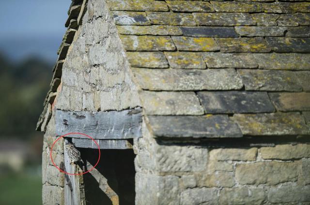 考眼力,每张图里都有猫头鹰,你能成功找到几只