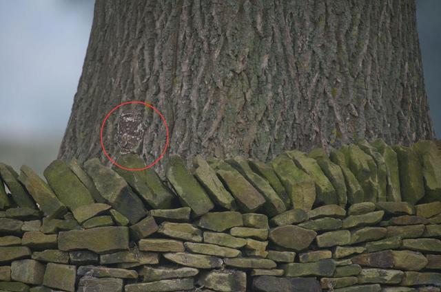 考眼力,每张图里都有猫头鹰,你能成功找到几只