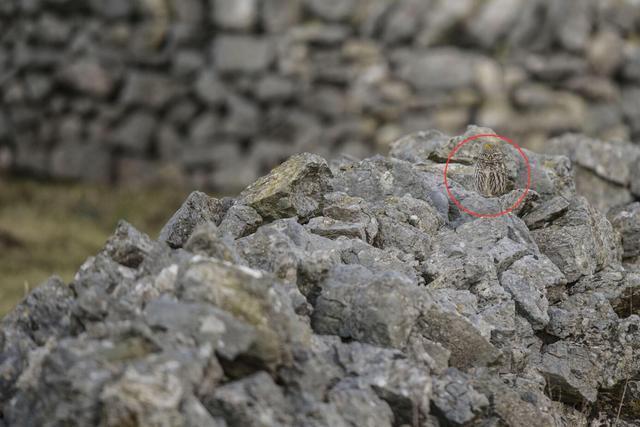 考眼力,每张图里都有猫头鹰,你能成功找到几只