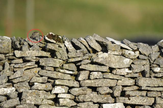 考眼力,每张图里都有猫头鹰,你能成功找到几只