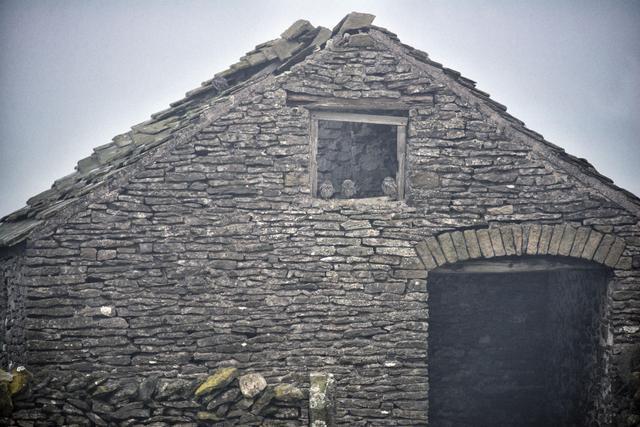 考眼力,每张图里都有猫头鹰,你能成功找到几只