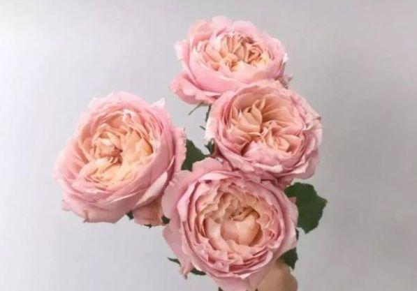 “高档玫瑰”朱丽叶,花开浓香四溢,美不胜收,可以说是养花首选