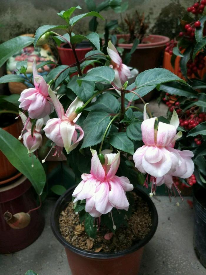 “高档玫瑰”朱丽叶,花开浓香四溢,美不胜收,可以说是养花首选