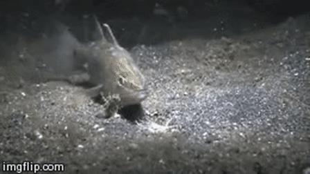 来自恐怖片的温馨提示,博比特虫发来消息小心脚下