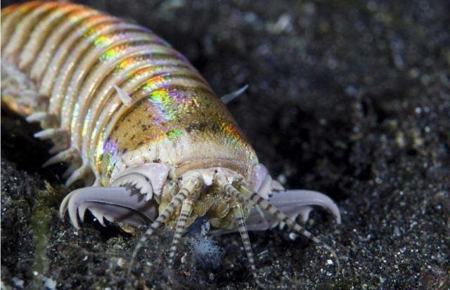 来自恐怖片的温馨提示,博比特虫发来消息小心脚下