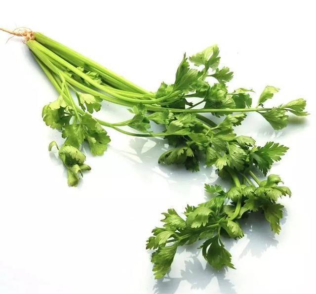 罗勒和九层塔是同一种东西吗?