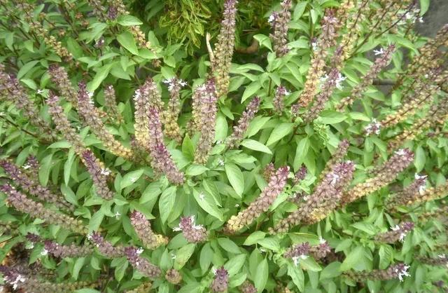 罗勒和九层塔是同一种东西吗?