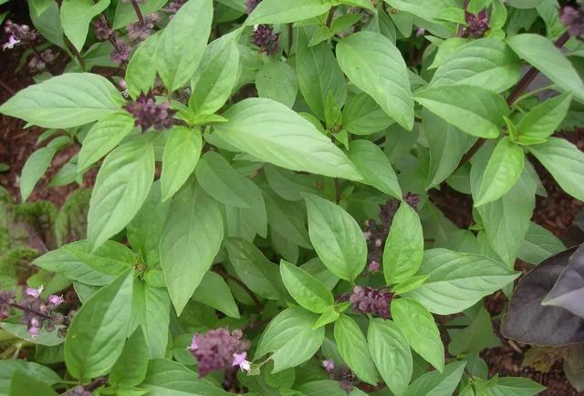 罗勒和九层塔是同一种东西吗?