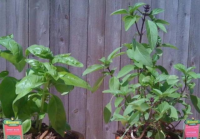 罗勒和九层塔是同一种东西吗?