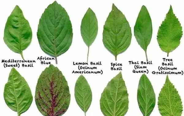 罗勒和九层塔是同一种东西吗?