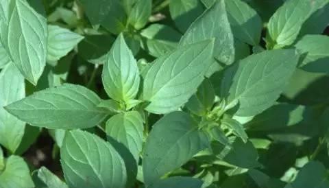 罗勒和九层塔是同一种东西吗?