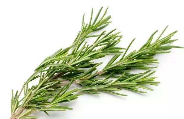 罗勒和九层塔是同一种东西吗?