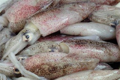 ​墨鱼煮多长时间能熟 水煮墨鱼的做法