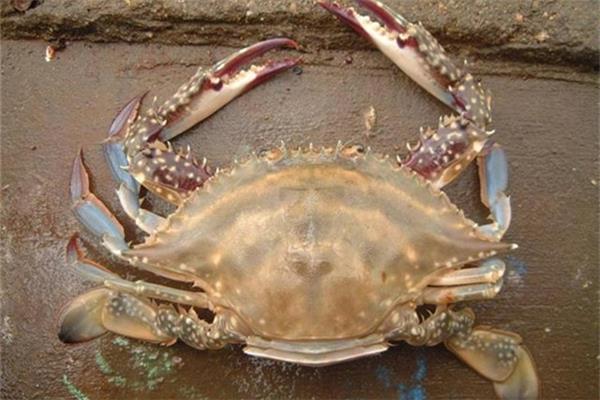 梭子蟹清蒸多少分钟 梭子蟹蒸完了里面是黑的