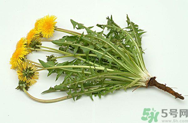 蒲公英根泡茶好还是蒲公英叶泡茶好?蒲公英根和叶哪个效果好? 蒲公英根泡茶好还是蒲公英叶泡茶好?蒲公英根和叶哪个效果好?