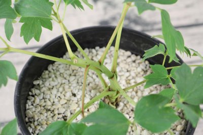 ​牡丹花如何越冬