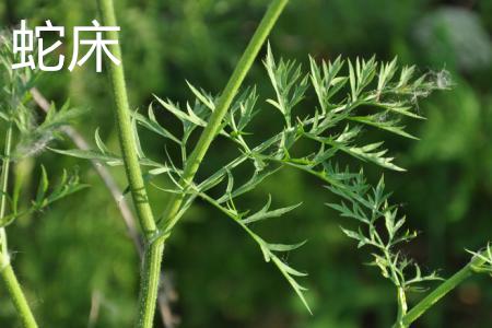 蛇床 蛇床