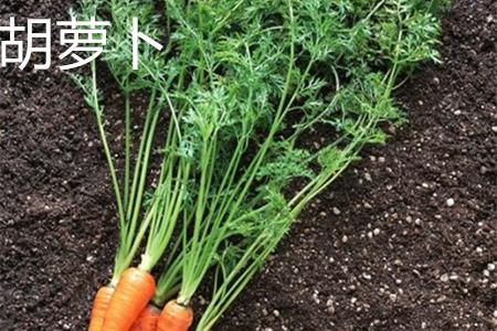 胡萝卜 胡萝卜