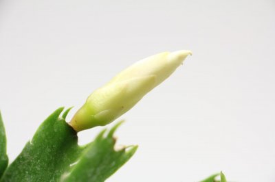 ​蟹爪兰的冬季养殖方法和注意事项