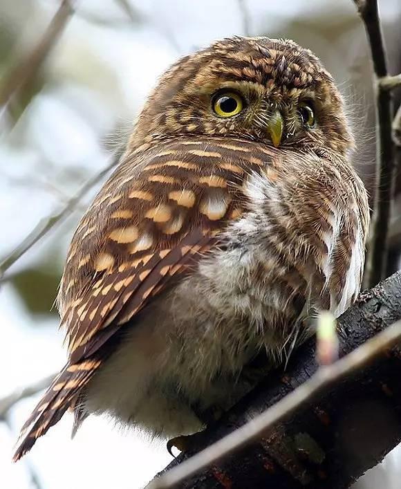 宠物猫头鹰是不吉利的化身？它们萌起来简直不要命！