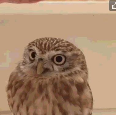 宠物猫头鹰是不吉利的化身？它们萌起来简直不要命！