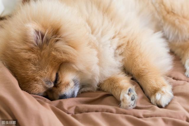 万人迷普京竟然是撸狗狂魔！看看普京家的狗和你家的有何不同？