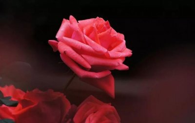 ​月季中的贵族香水月季，好养不生病，花香飘百里