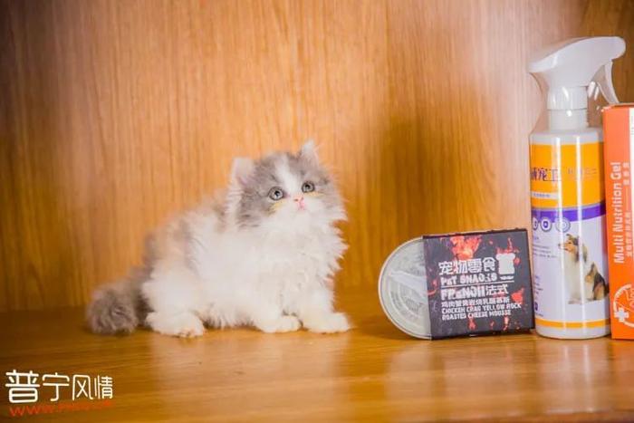 暗访地下“吸猫会所”，我发现了一些行业机密…