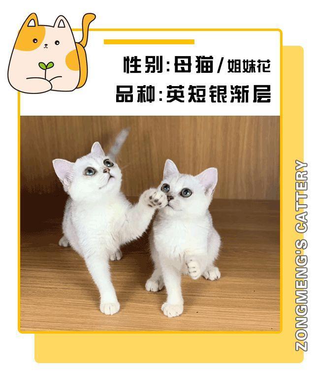 暗访地下“吸猫会所”，我发现了一些行业机密…