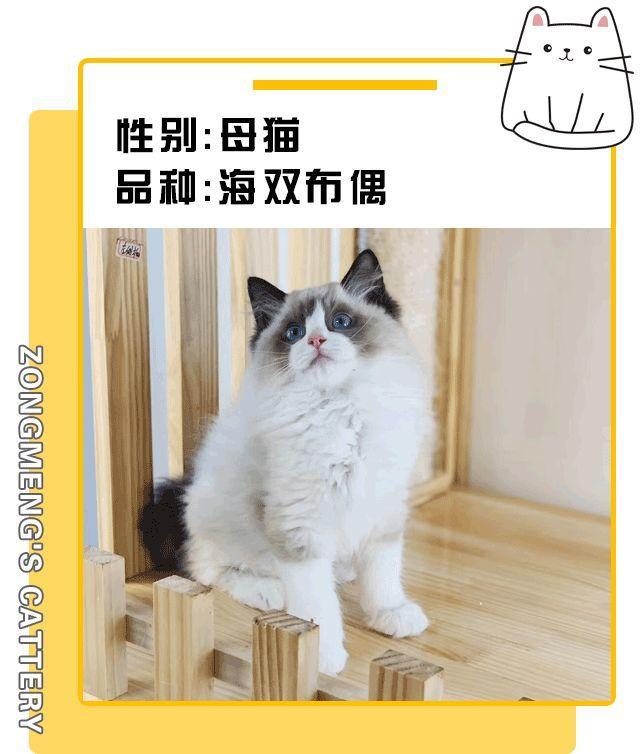 暗访地下“吸猫会所”，我发现了一些行业机密…