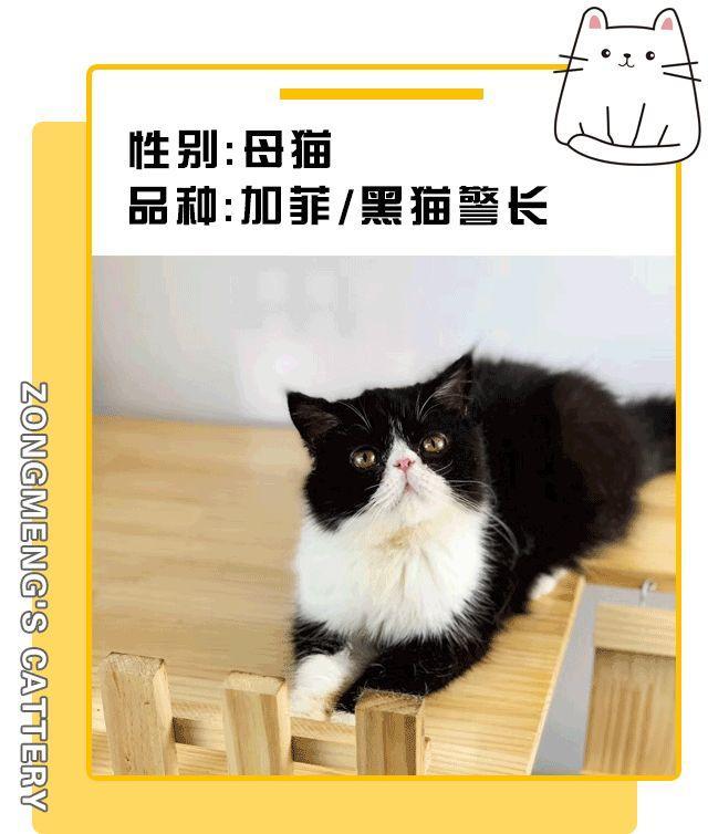 暗访地下“吸猫会所”，我发现了一些行业机密…