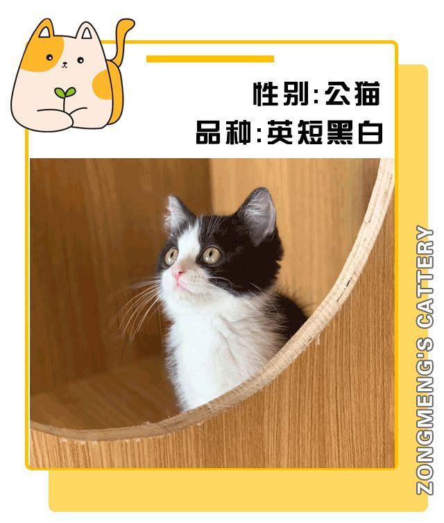 暗访地下“吸猫会所”，我发现了一些行业机密…