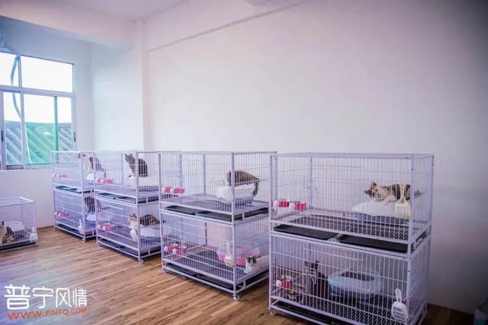 暗访地下“吸猫会所”，我发现了一些行业机密…