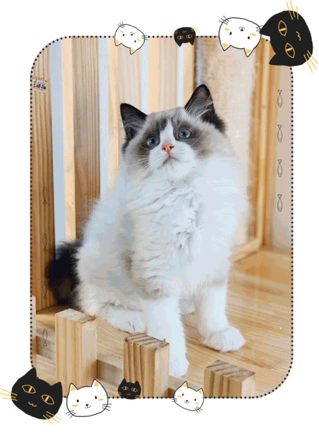 暗访地下“吸猫会所”，我发现了一些行业机密…