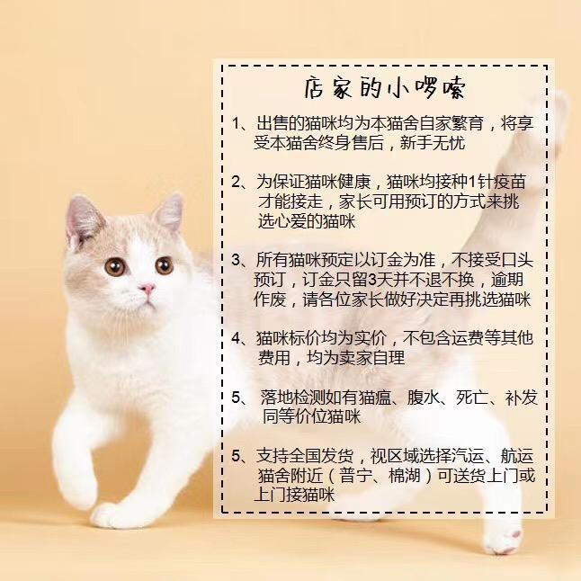 暗访地下“吸猫会所”，我发现了一些行业机密…