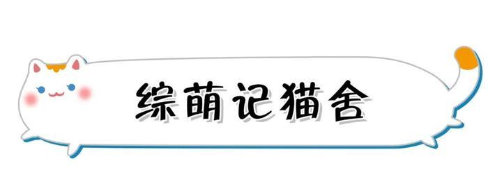 暗访地下“吸猫会所”，我发现了一些行业机密…