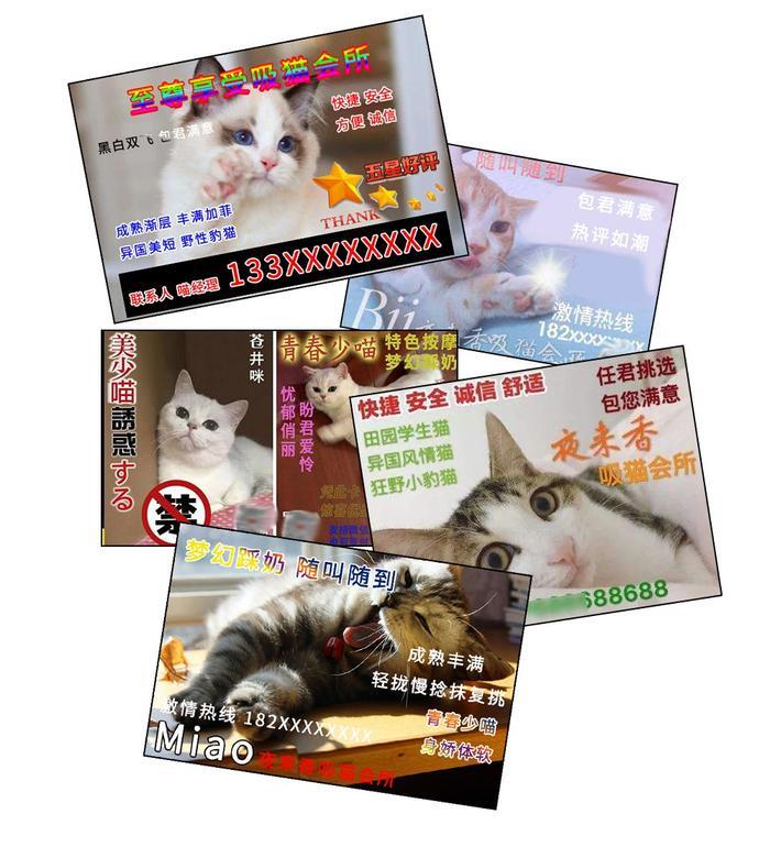 暗访地下“吸猫会所”，我发现了一些行业机密…