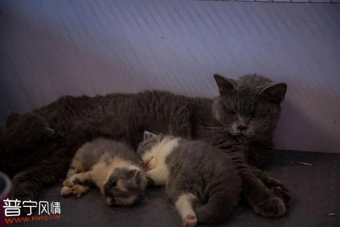 暗访地下“吸猫会所”，我发现了一些行业机密…