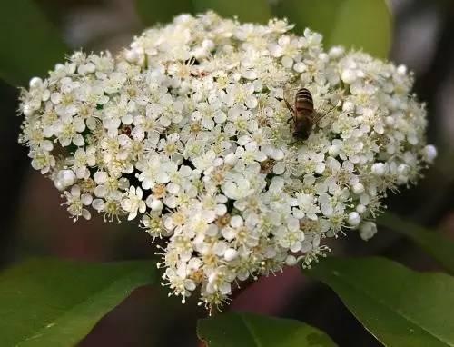 颤抖吧！武汉人！噩梦般的石楠花开了！