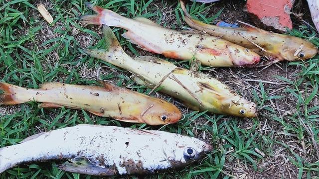 黄河野钓黄辣丁遭遇“空军”！钓鱼行家“四个字”解释原因