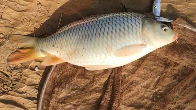 黄河野钓黄辣丁遭遇“空军”！钓鱼行家“四个字”解释原因