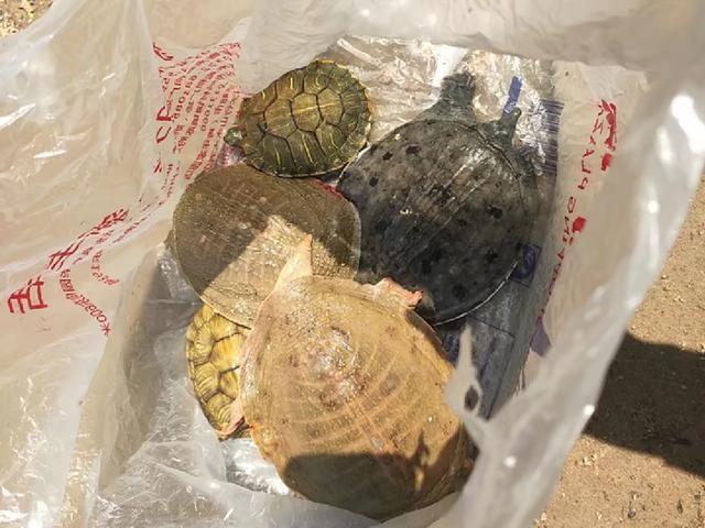 黄河野钓黄辣丁遭遇“空军”！钓鱼行家“四个字”解释原因