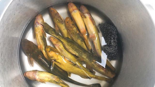 黄河野钓黄辣丁遭遇“空军”！钓鱼行家“四个字”解释原因